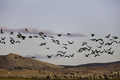 laguna-de-gallocanta_01-02-2011-8595.jpg