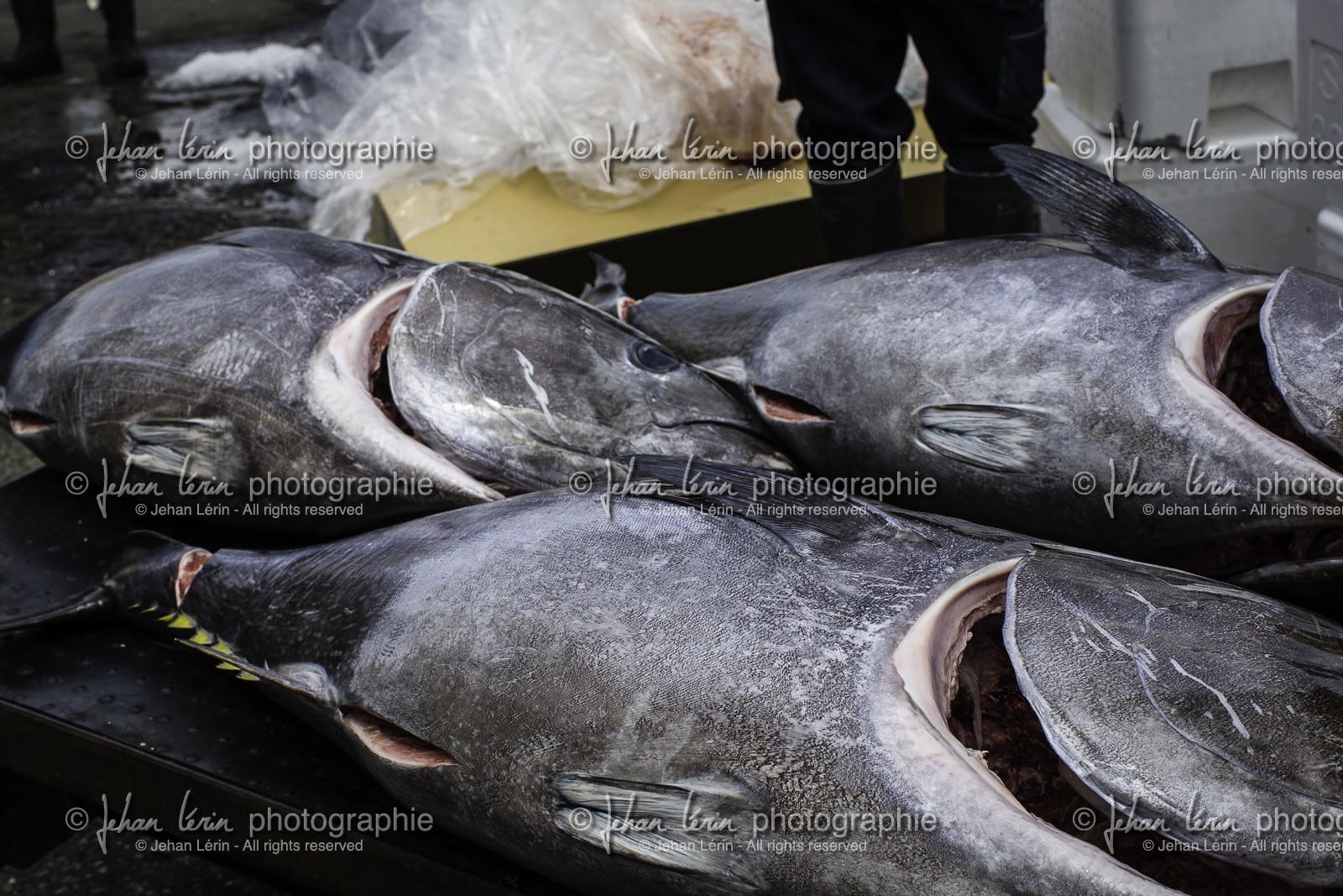 tsukiji-fish-market_tokyo_japon_jl_1dx_08-05-2014-6594.jpg