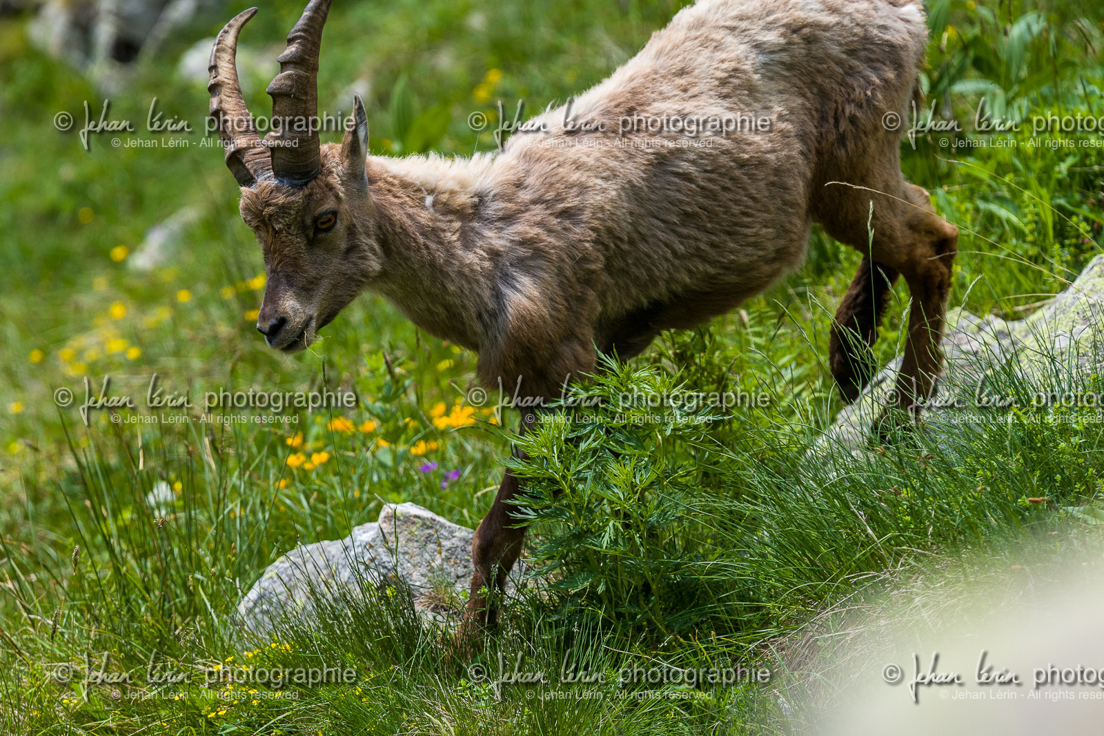 bouquetin_la-gordolasque_mercantour_france_jl_1dx_15-06-2021-0017.jpg