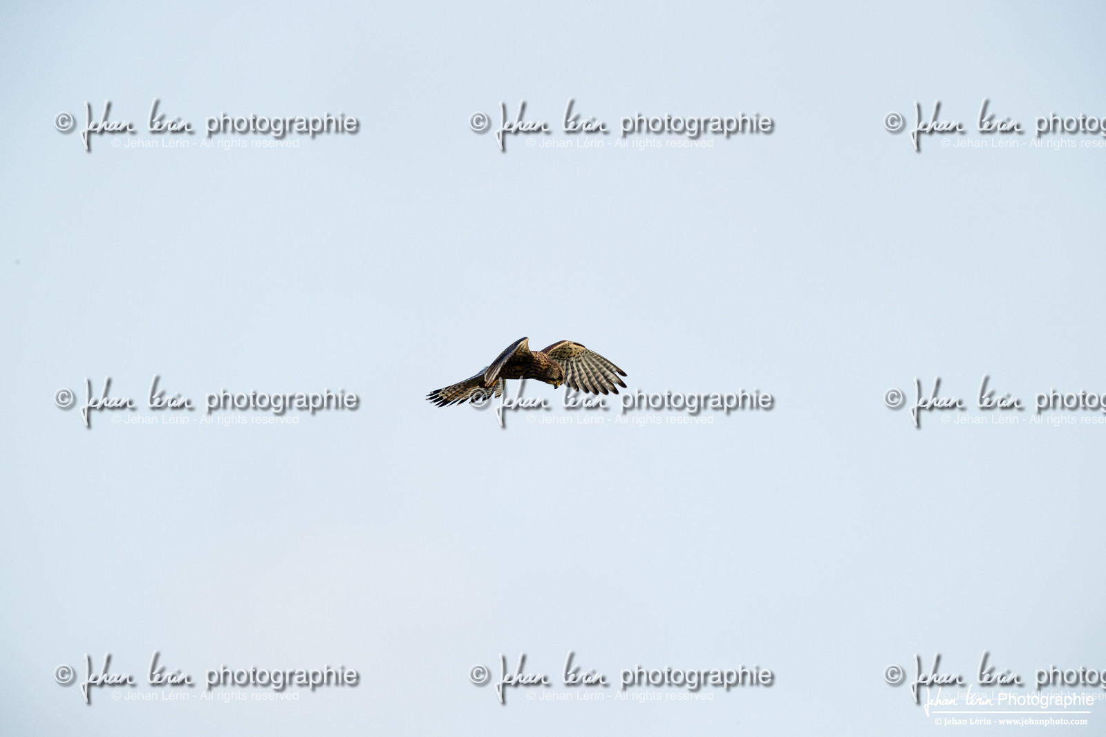 Faucon Crécerelle - Common Kestrel