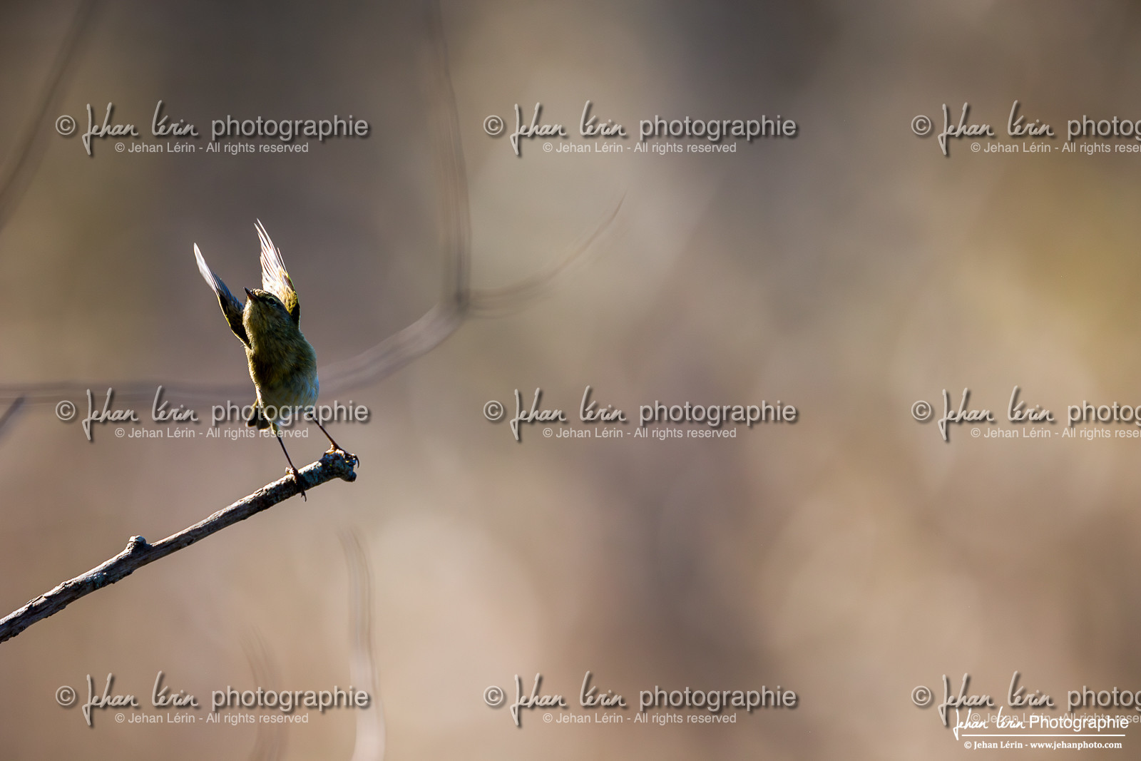 Pouillot Véloce - Common Chiffchaff