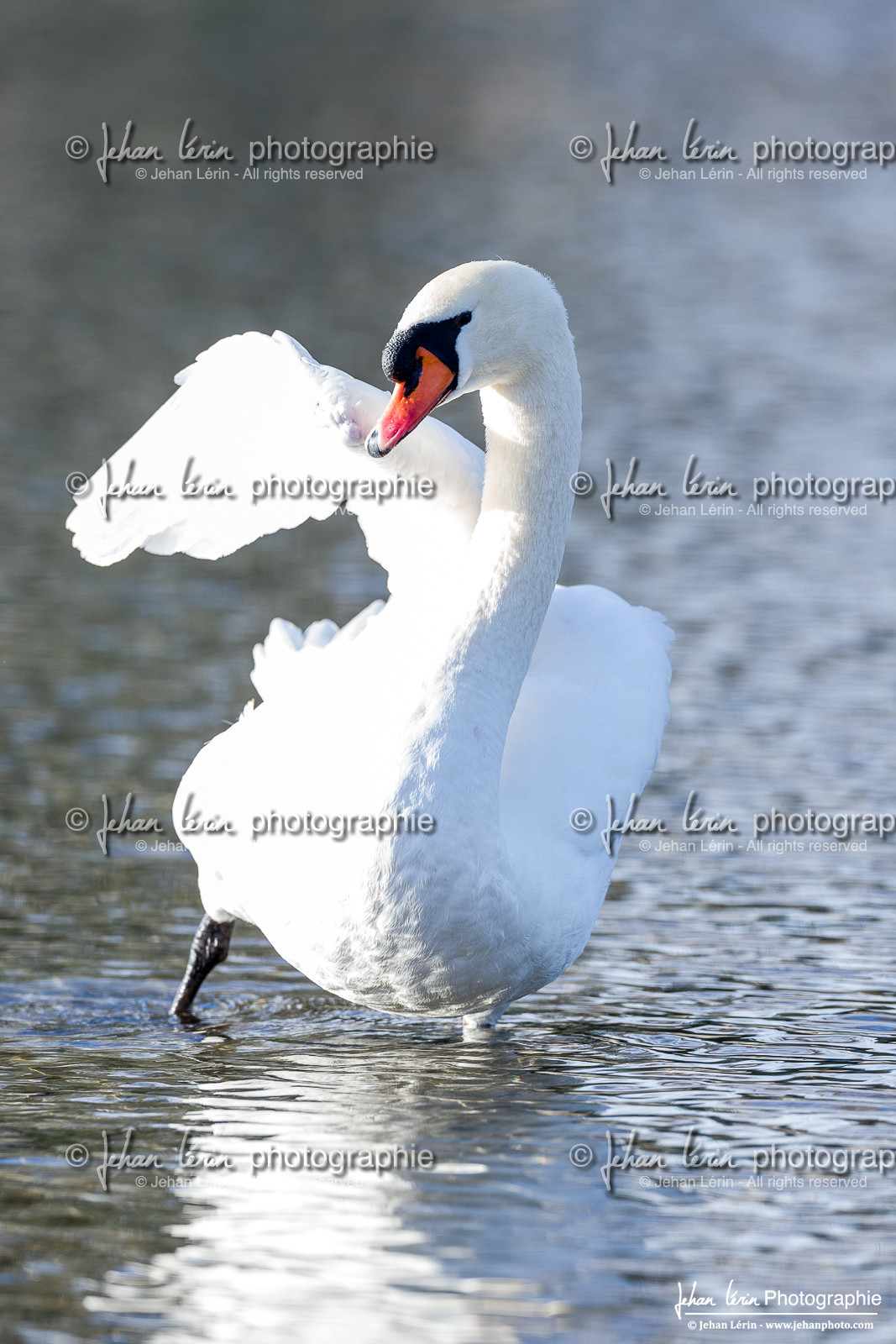 Cygne Tuberculé - Mute Swan