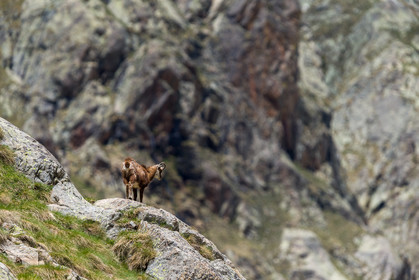 chamois_la-gordolasque_mercantour_jl_1dx_20-05-2020-0525.jpg