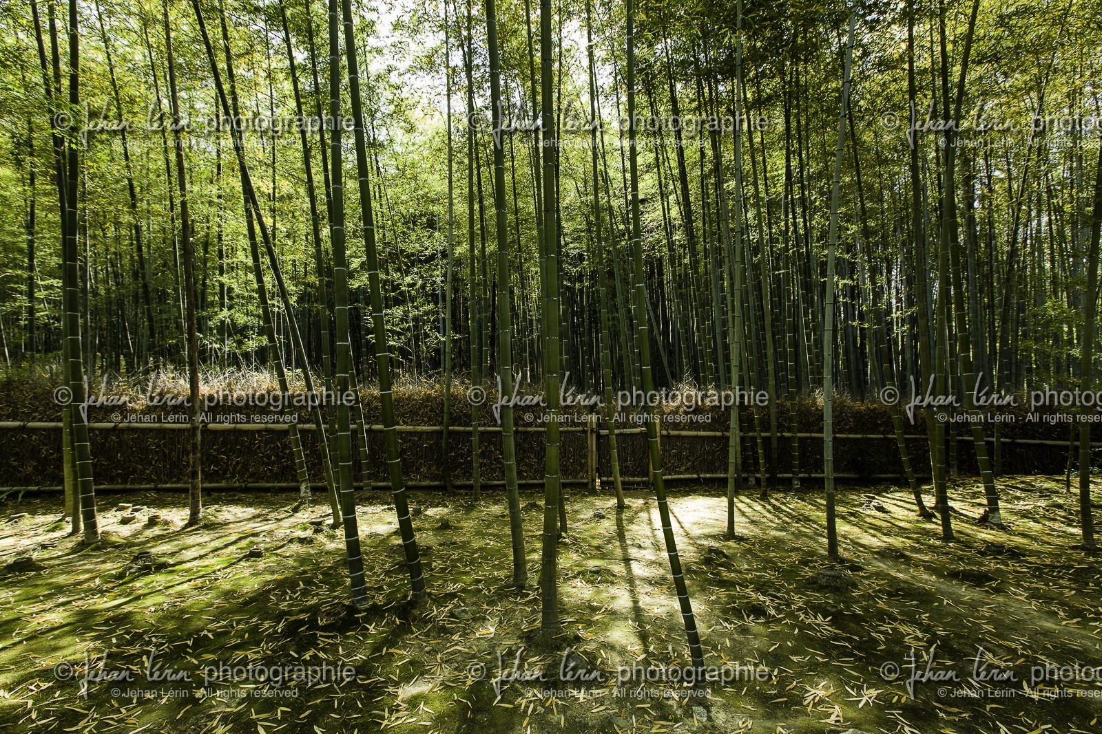 bambouseraie_arashiyama_kyoto_japon_jl_5d3_10-05-2014-1695.jpg