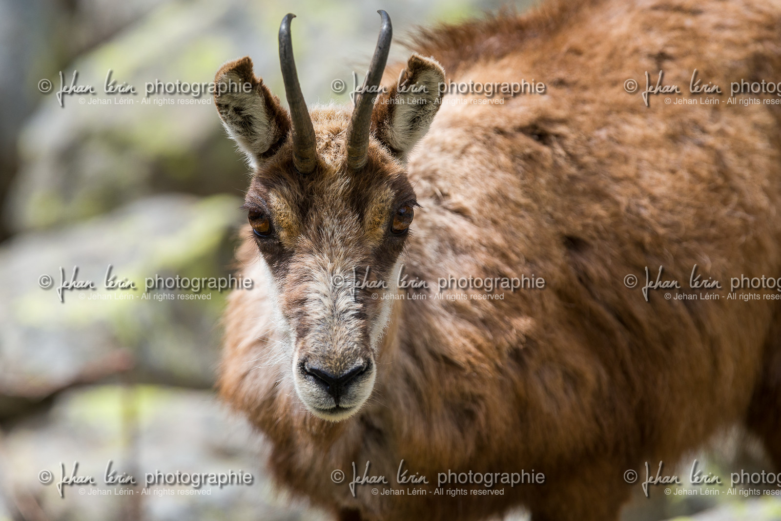 chamois_la-gordolasque_mercantour_jl_1dx_20-05-2020-0389.jpg
