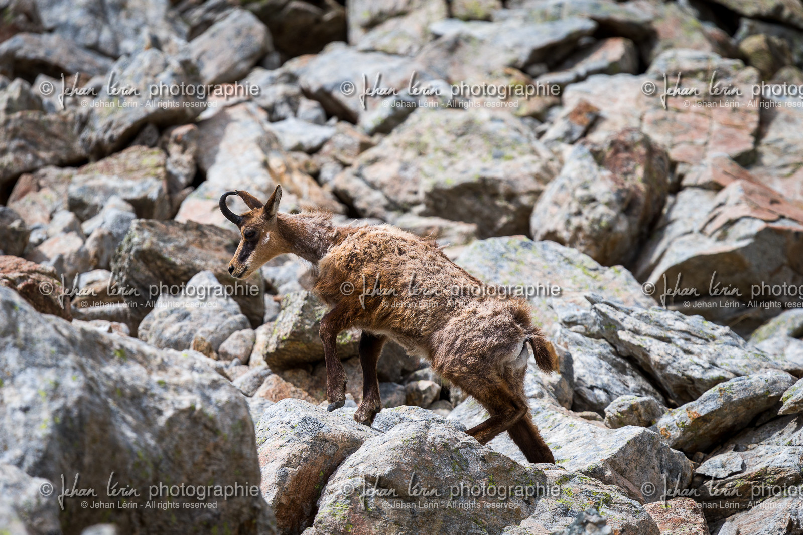 chamois_madone-de-fenestre_jl_1dx_06-06-2017-0069.jpg