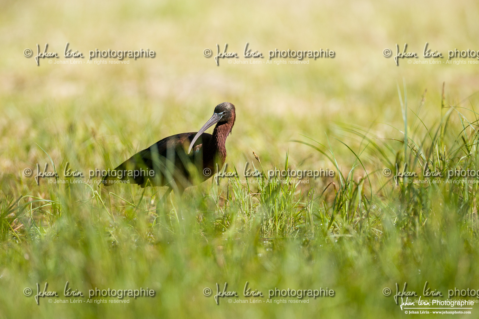 Ibis Falcinelle - Glossy Ibis