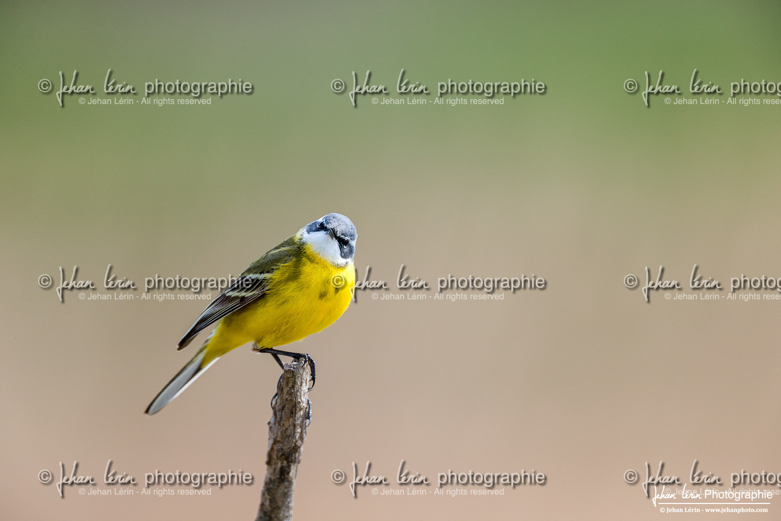 Bergeronnette Printanière - Western Yellow Wagtail