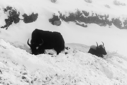 nepal_rolwaling-and-khumbu-area_phortse_17-02-2013-36849.jpg