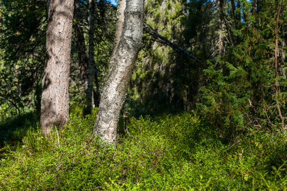 Trail de l'ours