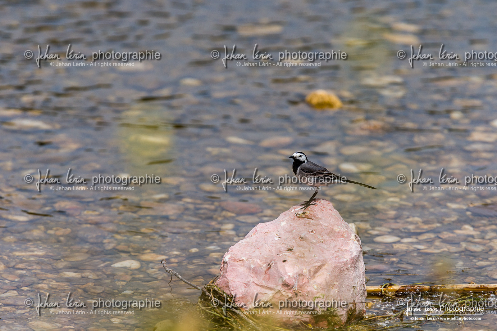 Bergeronnette Grise - White Wagtail   Pied Wagtail