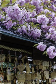 ohatsu-tenjin-sanctuary_osaka_japon_jl_1dx_14-04-2014-4789.jpg