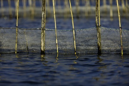 l-albufera_20-01-2011-2178.jpg