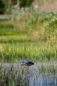 heron-cendre_les-salins_hyeres_jehan-lerin_jl_1dx_04-04-2022-0100.jpg