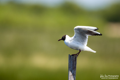 Mouette Rieuse - Black Headed Gull