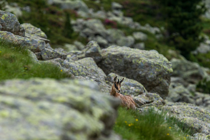 chamois_lac-autier_la-gordolasque_jl_1dx_28-06-2020-0006.jpg