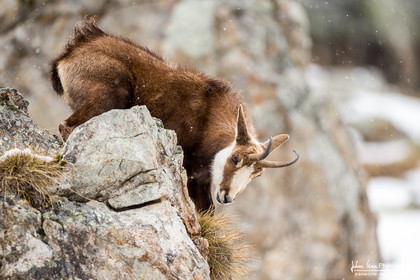 Chamois