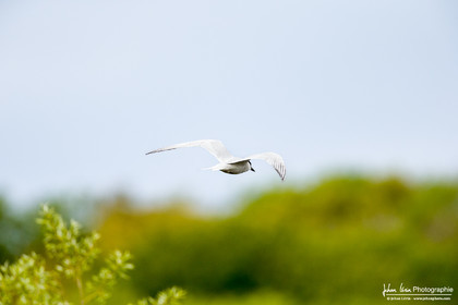 Sterne Hansel - Gull-Billed Tern