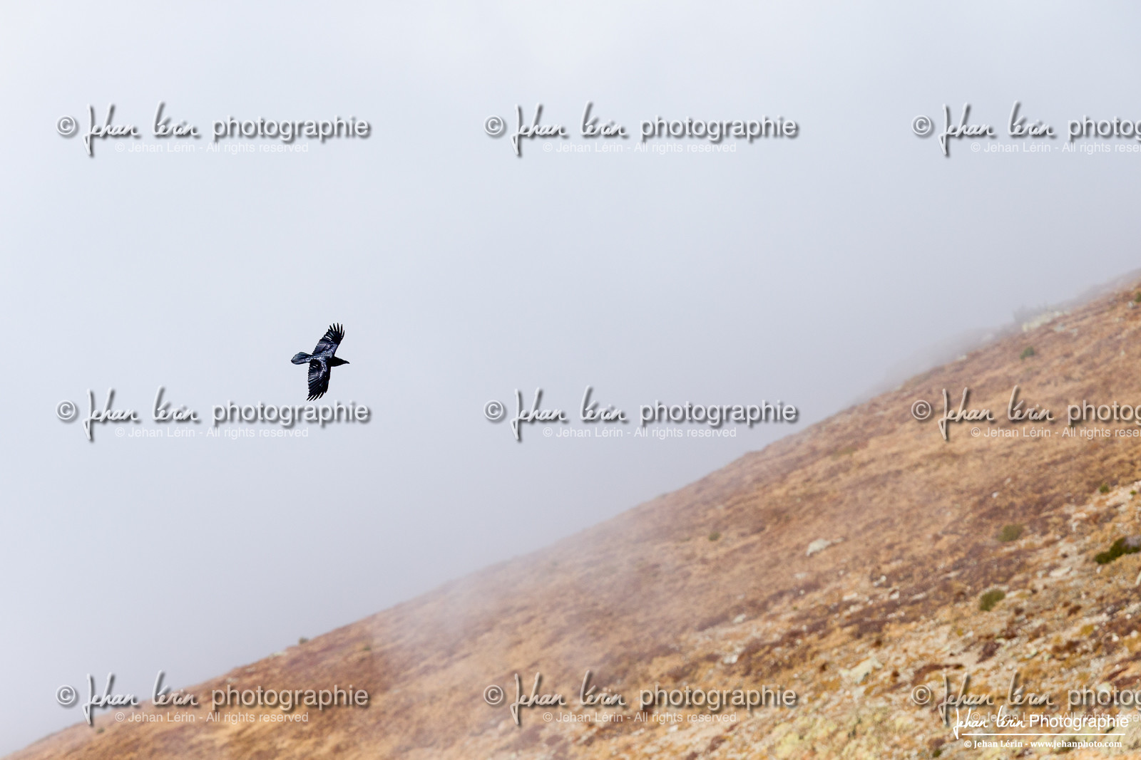 Grand Corbeau - Common Raven