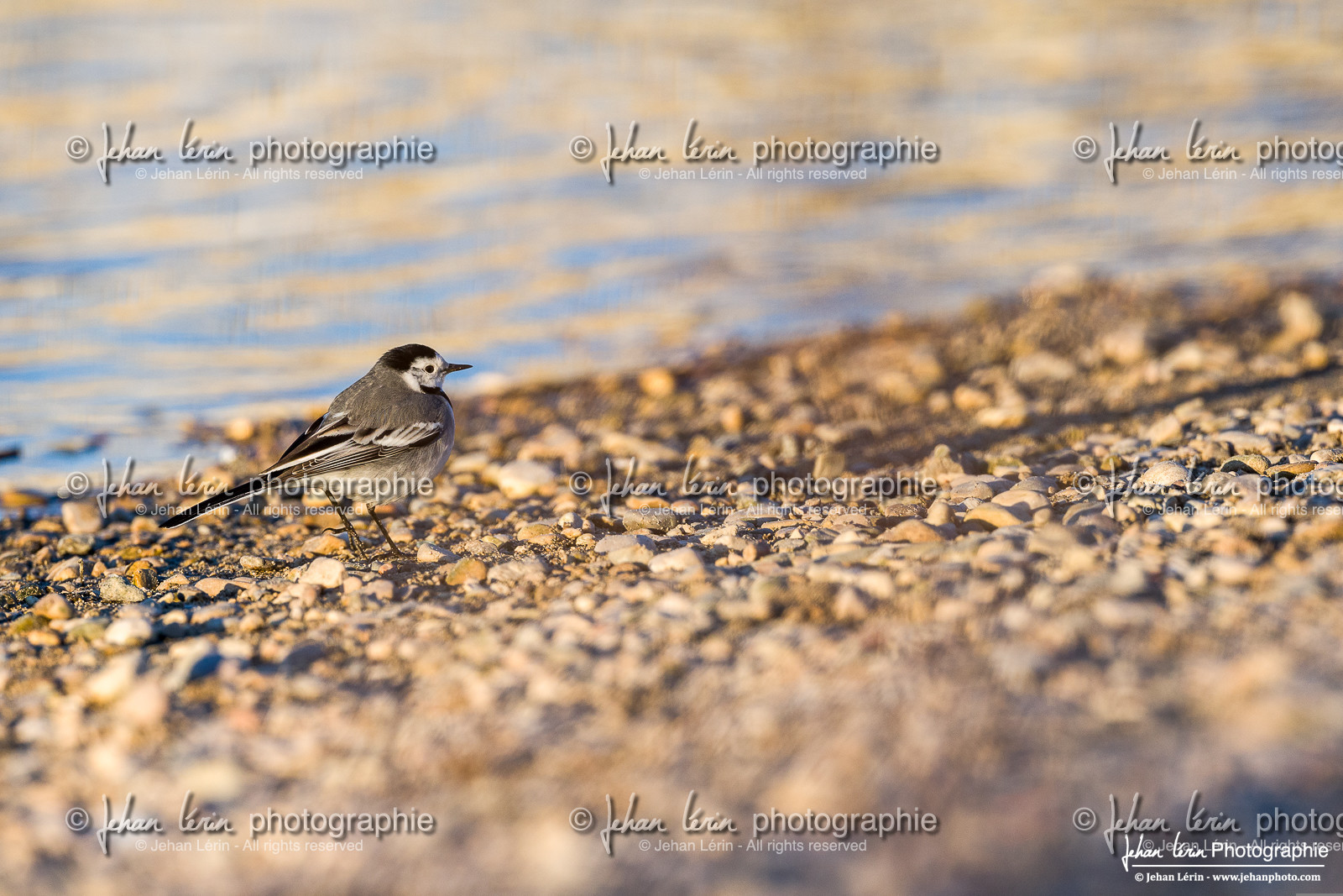 Bergeronnette Grise - White Wagtail   Pied Wagtail
