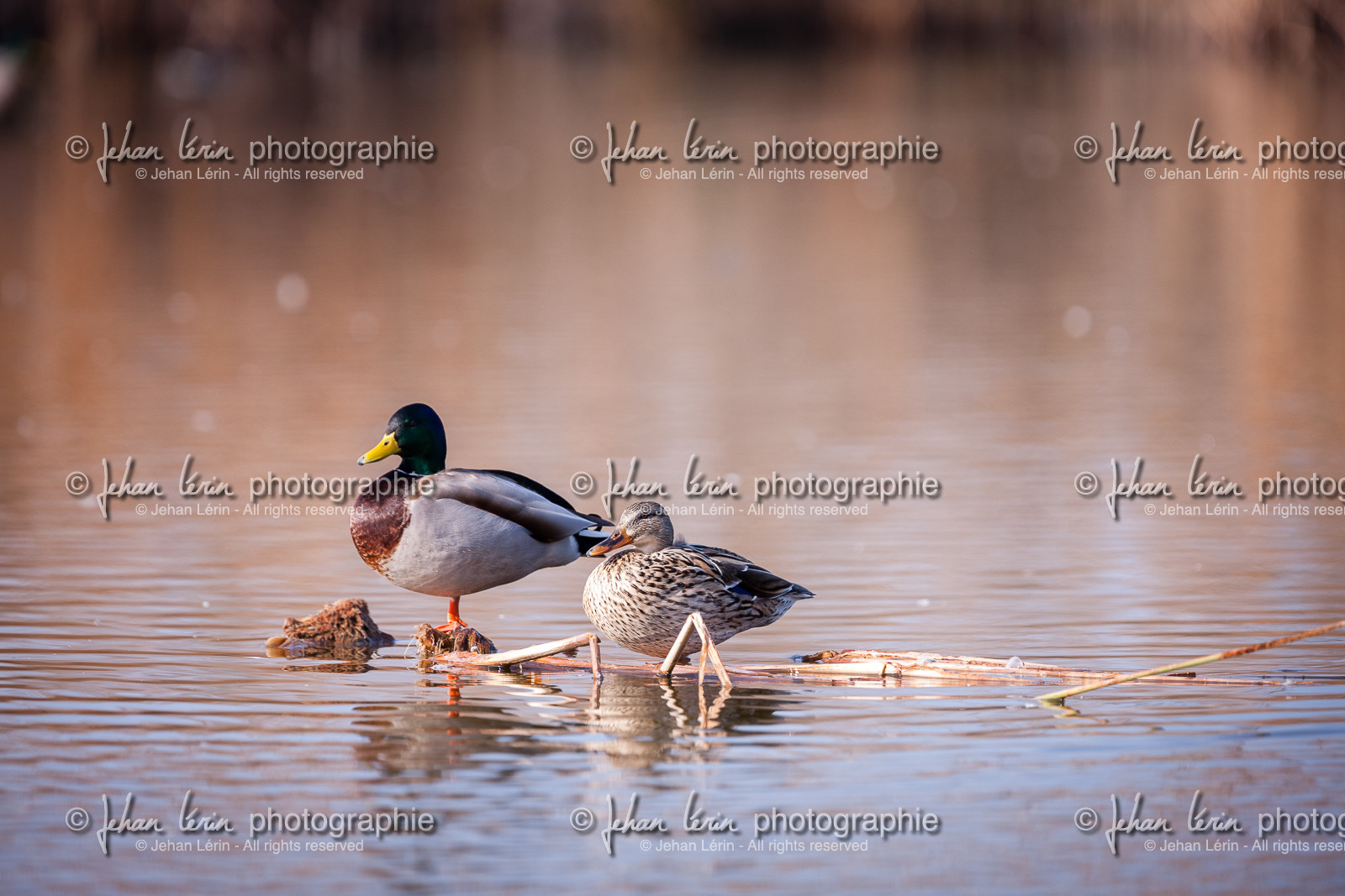 Canard Colvert - Mallard