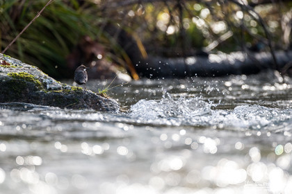 Cincle Plongeur - White-throated dipper  : Cinclus Cinclus