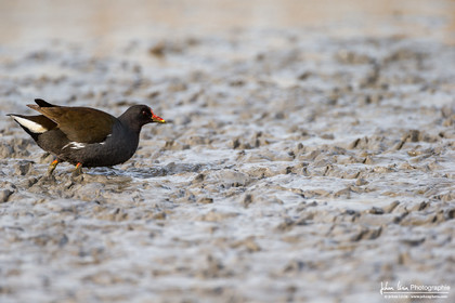 Gallinule poule d'eau - Common Moorhen : Gallinula chloropus