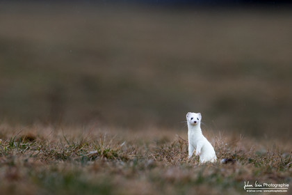 Hermine - Ermine