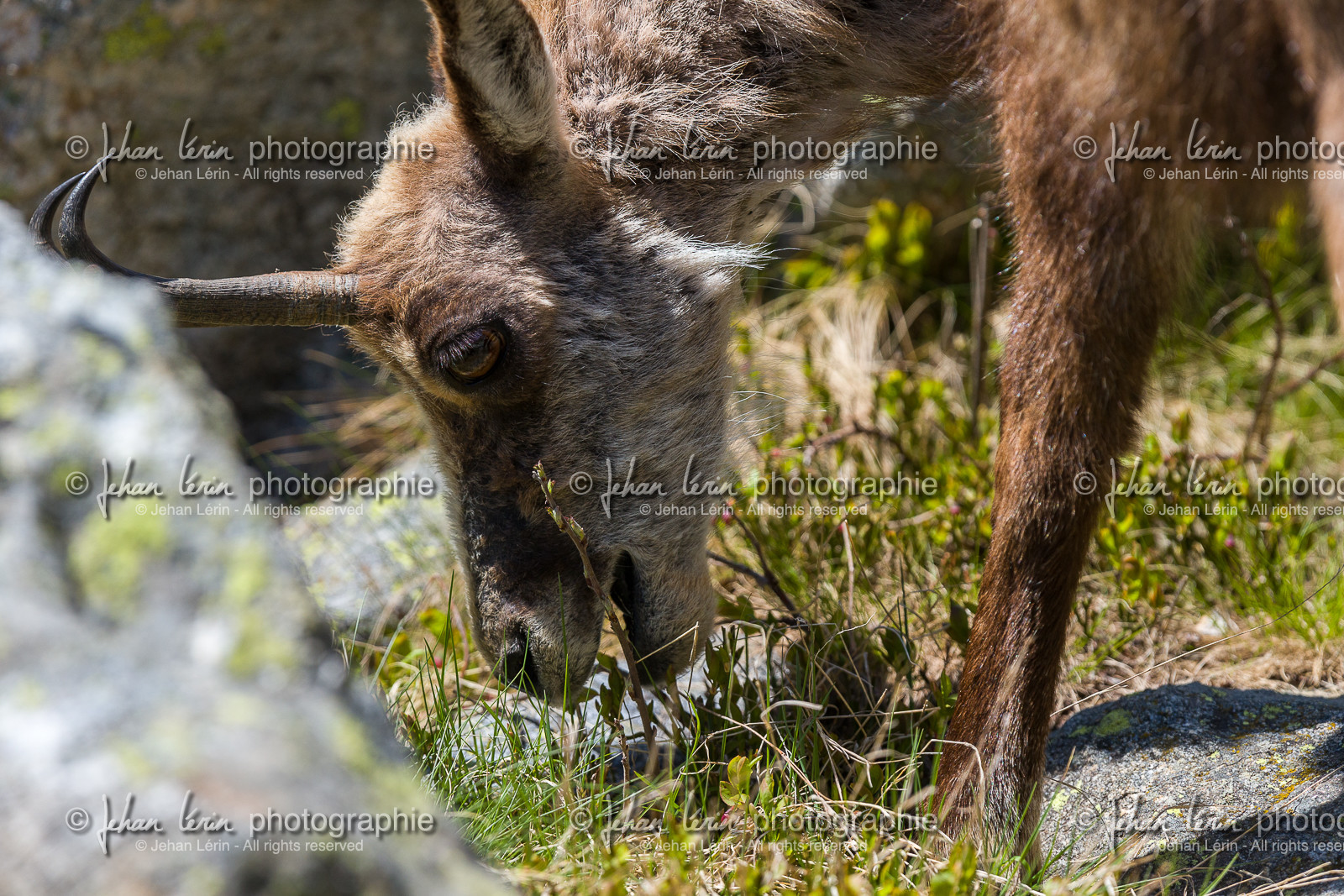 chamois_la-gordolasque_mercantour_jl_1dx_20-05-2020-0729.jpg