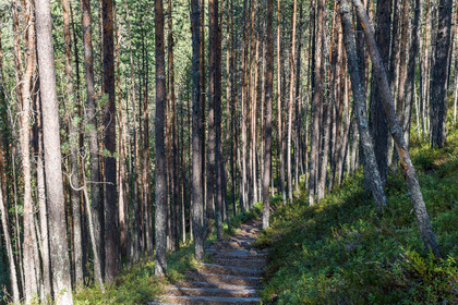 Trail de l'ours