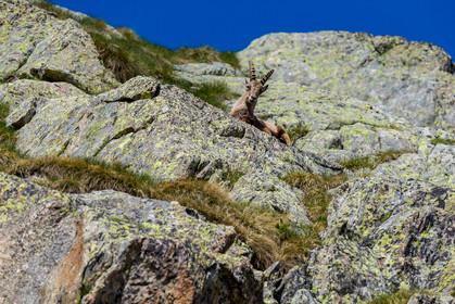 bouquetin_lac-de-fenestre_1dx_23-06-2019-0151.jpg