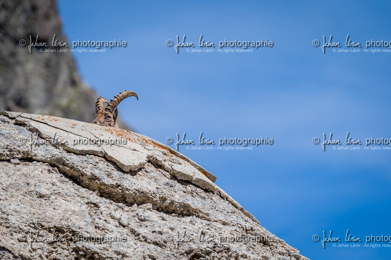 bouquetin_lac-de-fenestre_1dx_23-06-2019-0099.jpg