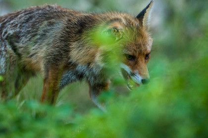 Renard Roux