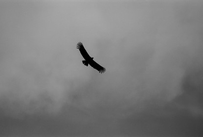 condor_canyon-de-colca_perou_octobre-2003-8.jpg