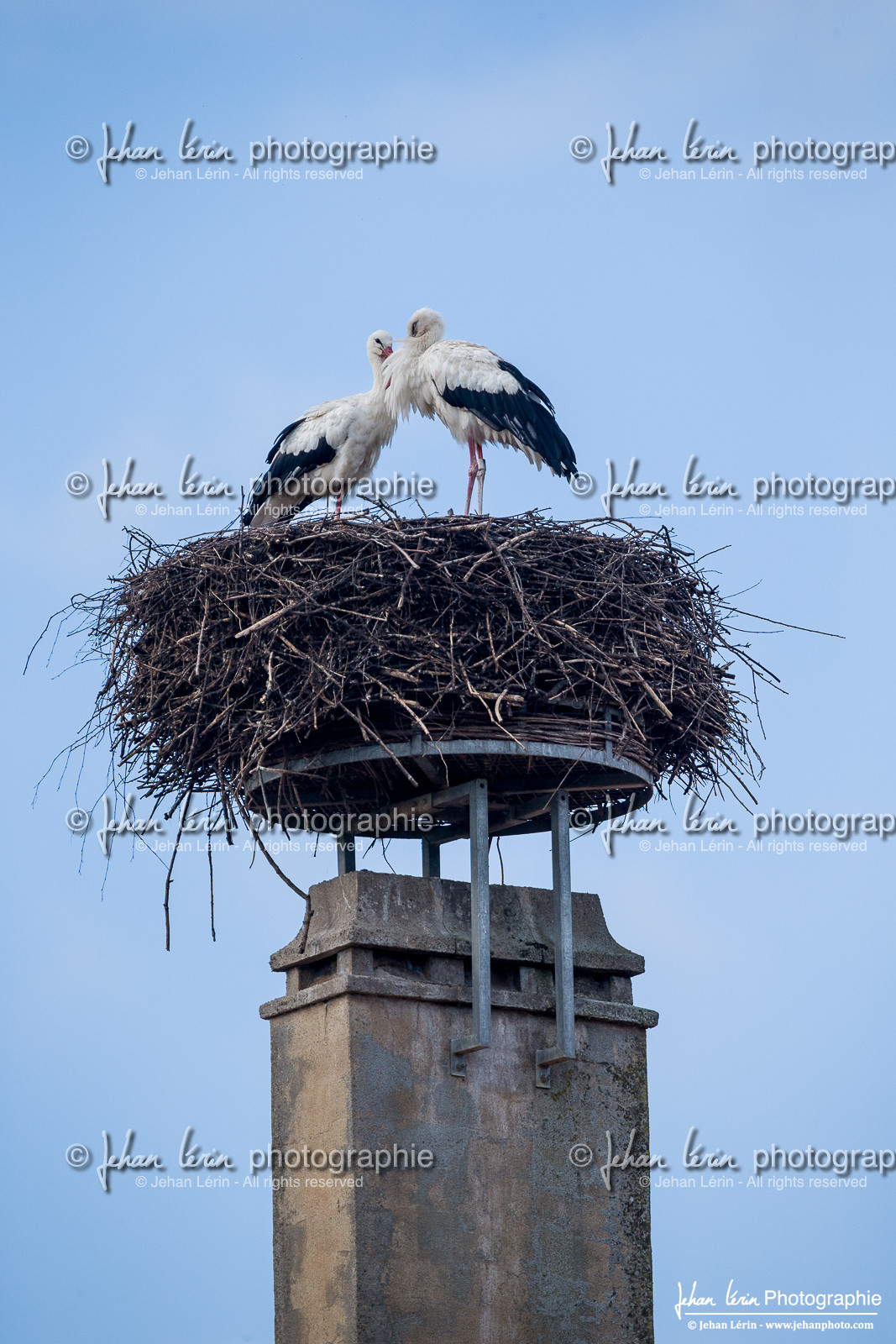 Cigogne Blanche - White Stork