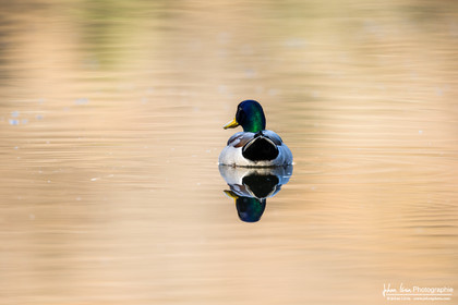 Canard Colvert - Mallard