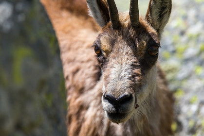 chamois_la-gordolasque_mercantour_jl_1dx_20-05-2020-0722.jpg