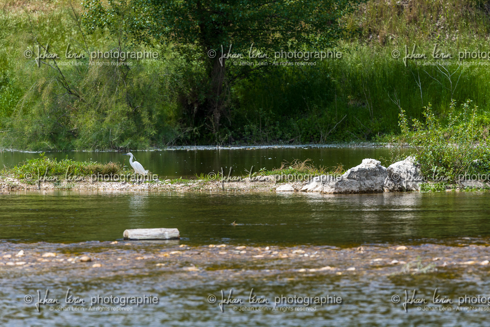 aigrette-garzette_pont-du-gard_jl_1dx_04-05-2021-.jpg