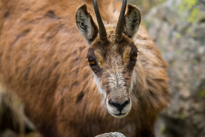 chamois_la-gordolasque_mercantour_jl_1dx_20-05-2020-0406.jpg