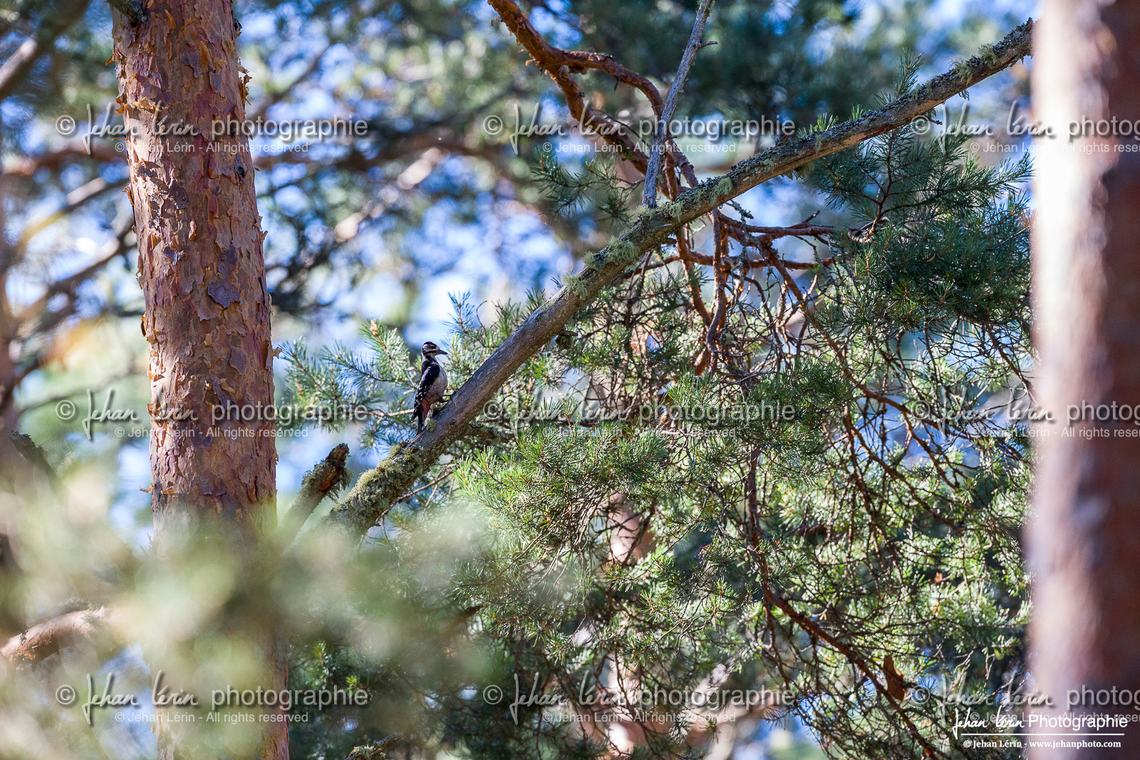 Pic Epeiche - Great Spotted Woodpecker