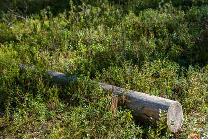 Trail de l'ours