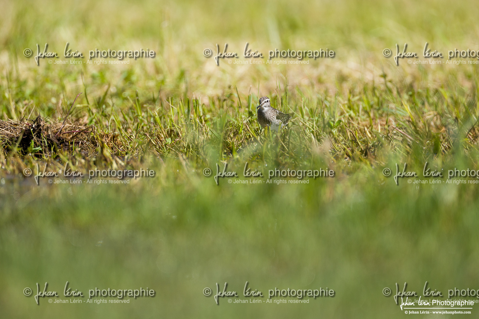 Chevalier Sylvain - Wood Sandpiper