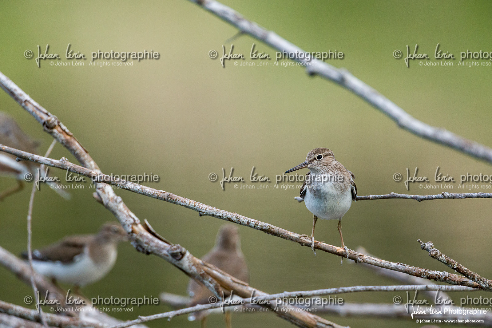 Chevalier Cul-Blanc - White-Rumped Sandpiper
